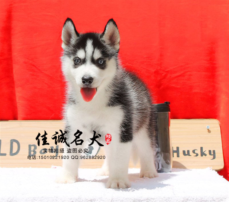 北京哪里出售纯种哈士奇幼崽