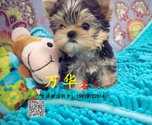 出售纯种约克夏 约克夏多少钱 约克夏怎么卖 