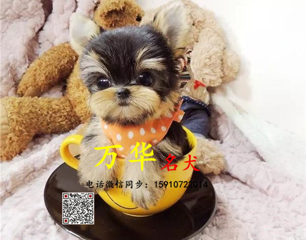 纯种约克夏幼犬多少钱 约克夏怎么卖 约克夏犬舍