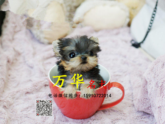 纯种约克夏多少钱 约克夏怎么卖 约克夏好养活