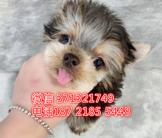 约克夏犬出售，深圳犬舍出售约克夏犬 全国发货