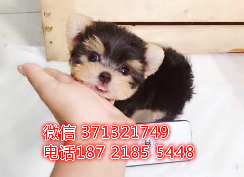 约克夏犬出售，深圳犬舍出售约克夏犬 全国发货