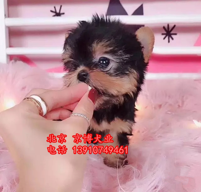 纯种约克夏出售 约克夏幼犬价格 京博犬舍直销