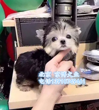 纯种约克夏出售 约克夏幼犬价格 京博犬舍直销