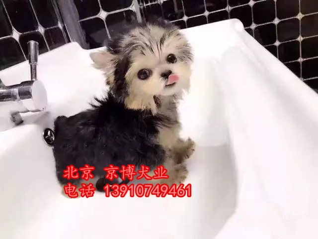 纯种约克夏出售 约克夏幼犬价格 京博犬舍直销