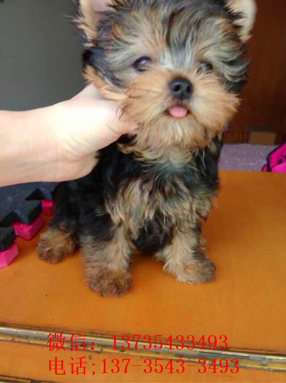 海口宠物狗狗犬舍出售纯种约克夏犬 买狗卖狗