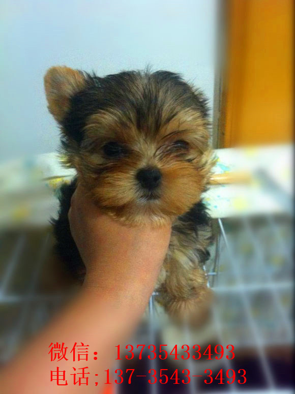 福州宠物狗狗犬舍出售纯种约克夏犬 买狗卖狗