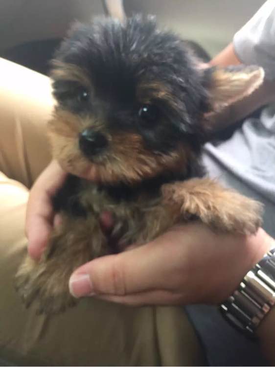 重庆宠物狗狗犬舍出售纯种约克夏犬 买狗卖狗