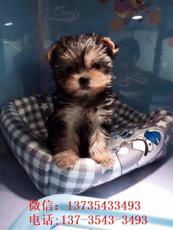 济南宠物狗狗犬舍出售纯种约克夏犬 买狗卖狗在哪里有狗市场