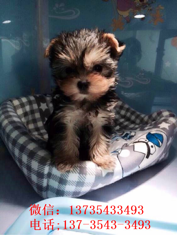 济南宠物狗狗犬舍出售纯种约克夏犬 买狗卖狗在哪里有狗市场