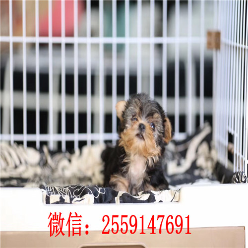 深圳约克夏怎么卖的 深圳哪里卖小体的约克夏 深圳哪里卖的约克夏健康