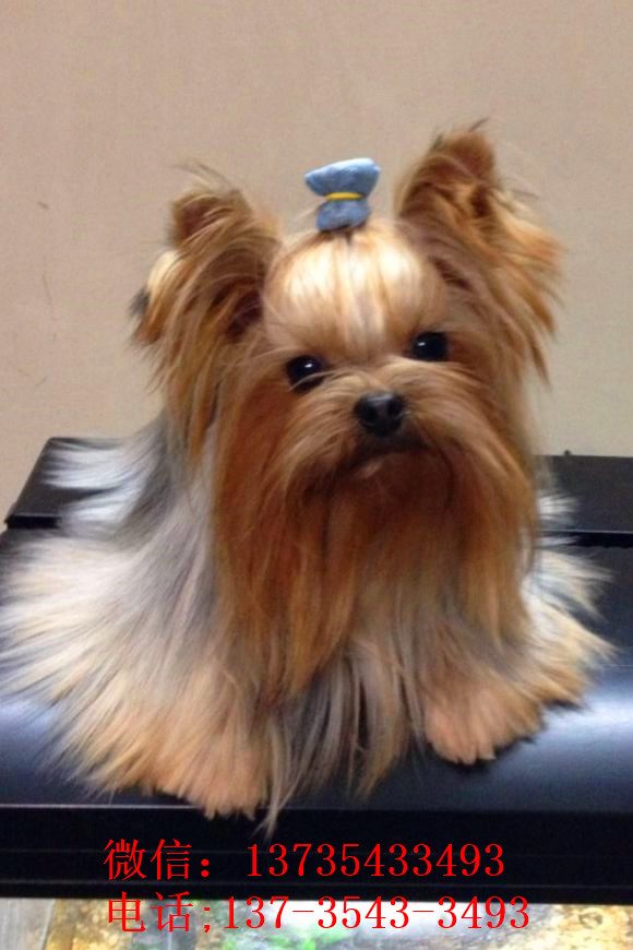 南昌宠物狗狗犬舍出售纯种约克夏犬 买狗卖狗