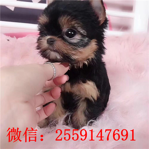 深圳约克夏怎么卖的 深圳哪里卖小体的约克夏 深圳哪里卖的约克夏健康