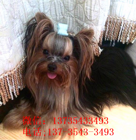 长沙犬舍 出售纯种约克夏犬 正宗宠物狗狗市场在哪里买健康狗狗