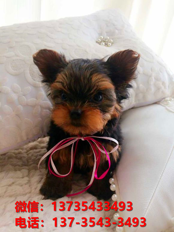 广西宠物狗犬舍出售纯种约克夏犬活体宠物狗正宗健康狗狗哪有卖