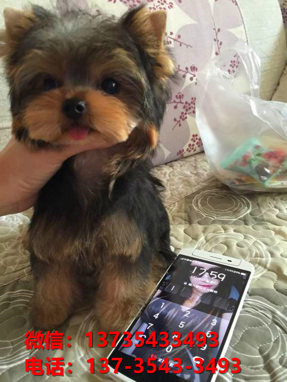 湖南长沙宠物狗犬舍出售正宗约克夏犬宠物狗市