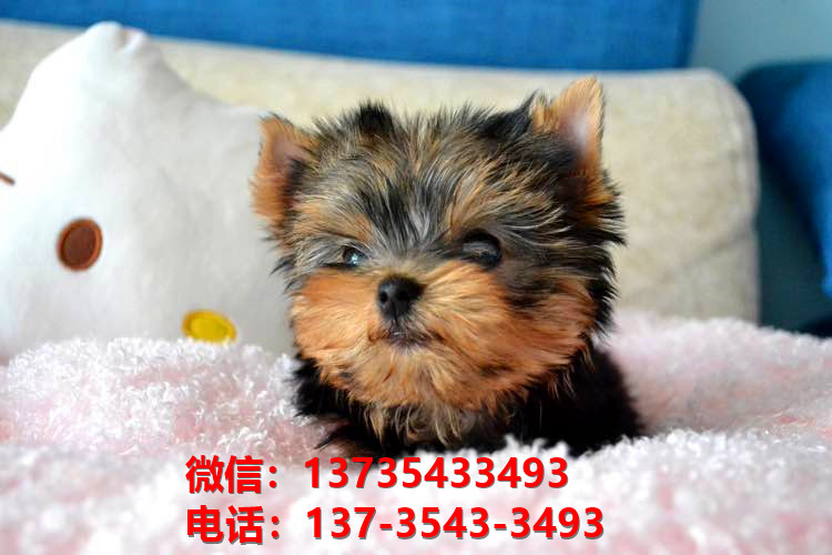 青海西宁宠物狗犬舍出售纯种约克夏犬活体宠物