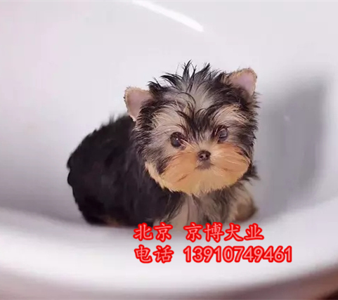 约克夏梗犬 茶杯约克夏价格 纯种约克夏多少钱