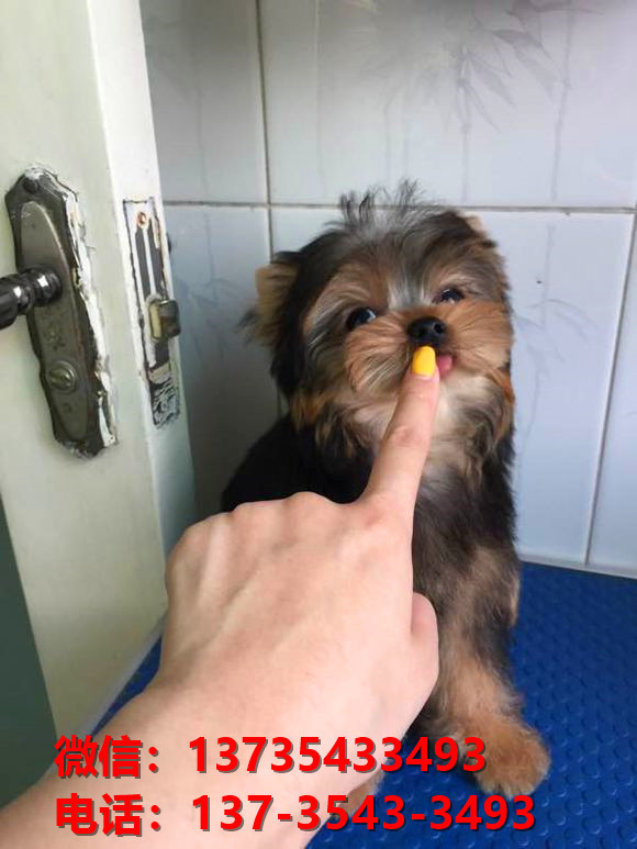 湖北武汉宠物狗犬舍出售正宗约克夏犬宠物狗市