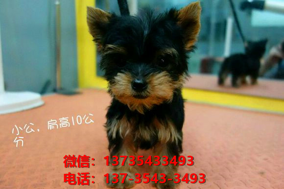 天津宠物狗犬舍出售正宗约克夏犬宠物狗市场在