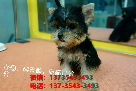 漯河宠物狗犬舍出售纯种约克夏犬活体宠物狗正