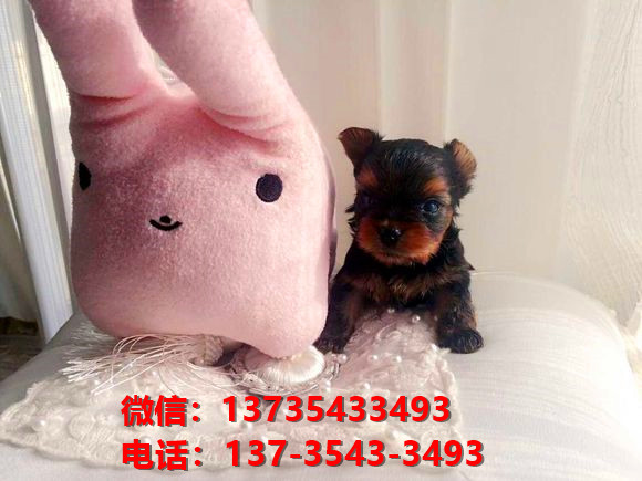 湖北武汉宠物狗犬舍出售正宗约克夏犬宠物狗市场在哪卖狗买狗