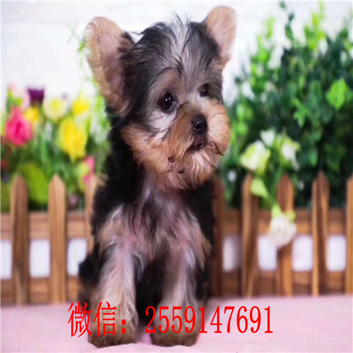 深圳哪里卖小体约克夏犬 深圳哪里卖纯种约克夏 约克夏多少钱