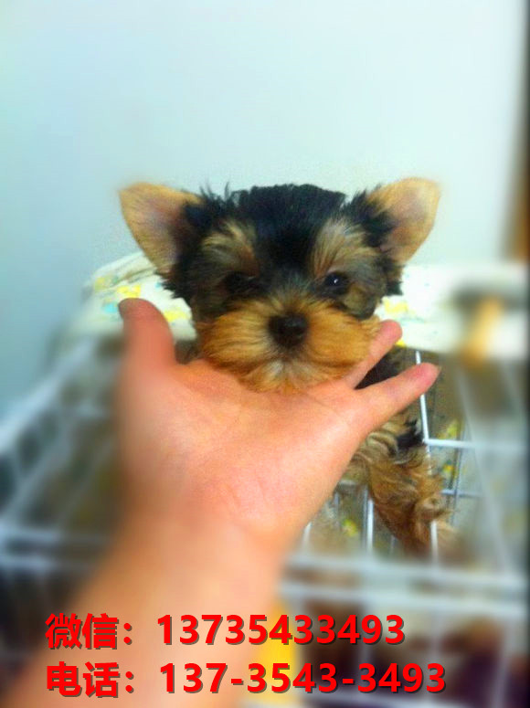 广西宠物狗犬舍出售纯种约克夏犬活体宠物狗正宗健康狗狗哪有卖