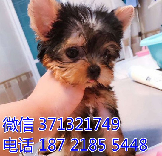 南昌狗狗 约克夏犬出售纯种 南昌犬舍 南昌全国发货