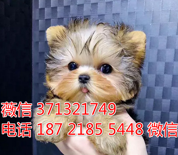 福州狗狗约克夏犬出售纯种幼犬 福州犬舍 全国