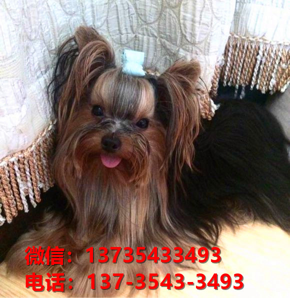 江西南昌宠物狗犬舍出售正宗约克夏犬宠物狗市