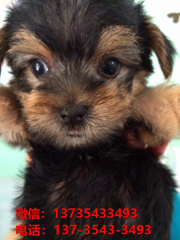 永州宠物狗犬舍出售纯种约克夏犬活体宠物狗正宗健康狗狗哪有卖