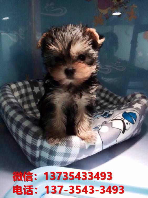 山东济南宠物狗犬舍出售正宗约克夏犬宠物狗市场在哪卖狗买狗