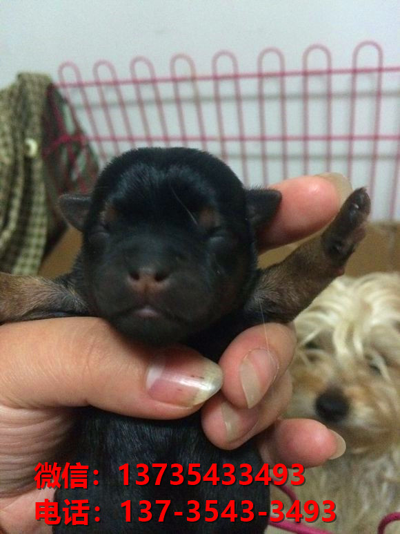 永州宠物狗犬舍出售纯种约克夏犬活体宠物狗正宗健康狗狗哪有卖