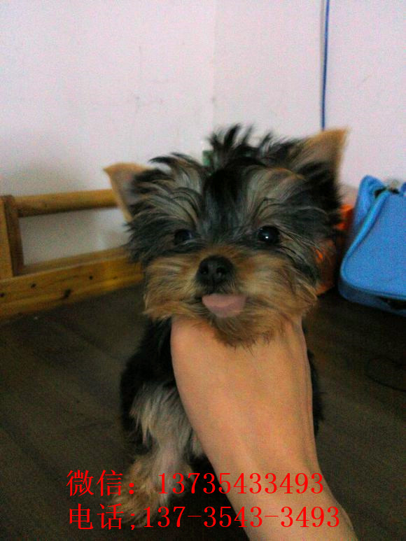 长沙犬舍 出售纯种约克夏犬 正宗宠物狗狗市场在哪里买健康狗狗