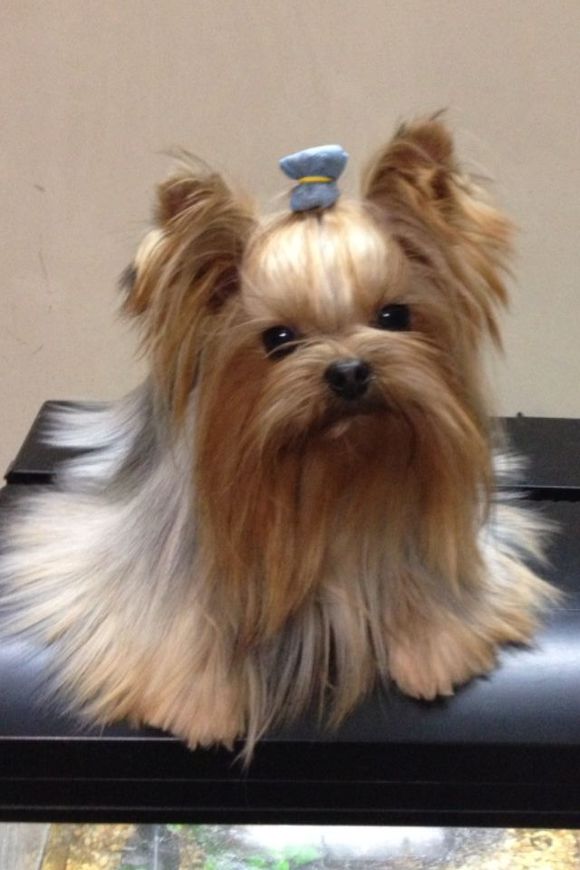 长沙犬舍 出售纯种约克夏犬 正宗宠物狗狗市场