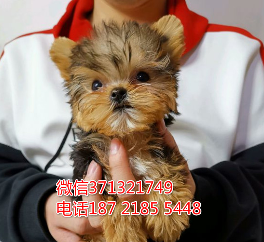 西安 全国发货约克夏犬纯种幼犬 西安犬舍促销