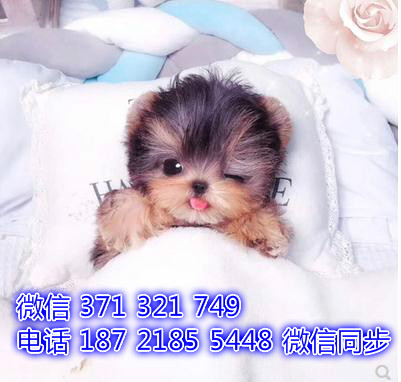 大连宠物狗狗 约克夏犬纯种幼犬 大连犬舍狗场批发