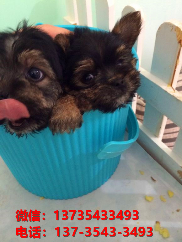 永州宠物狗犬舍出售纯种约克夏犬活体宠物狗正宗健康狗狗哪有卖