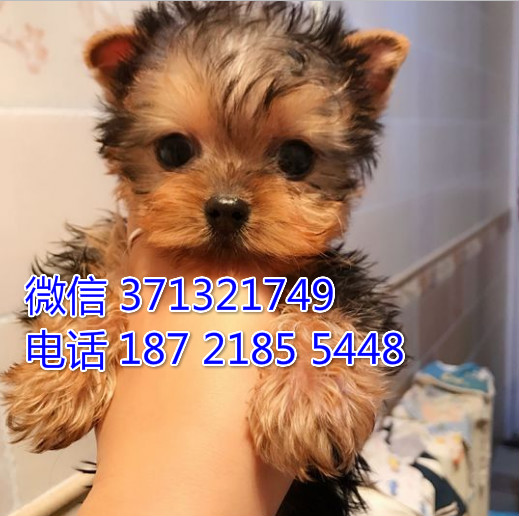 南昌狗狗 约克夏犬出售纯种 南昌犬舍 南昌全