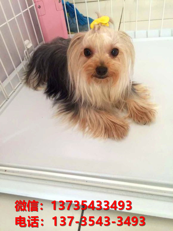 永州宠物狗犬舍出售纯种约克夏犬活体宠物狗正