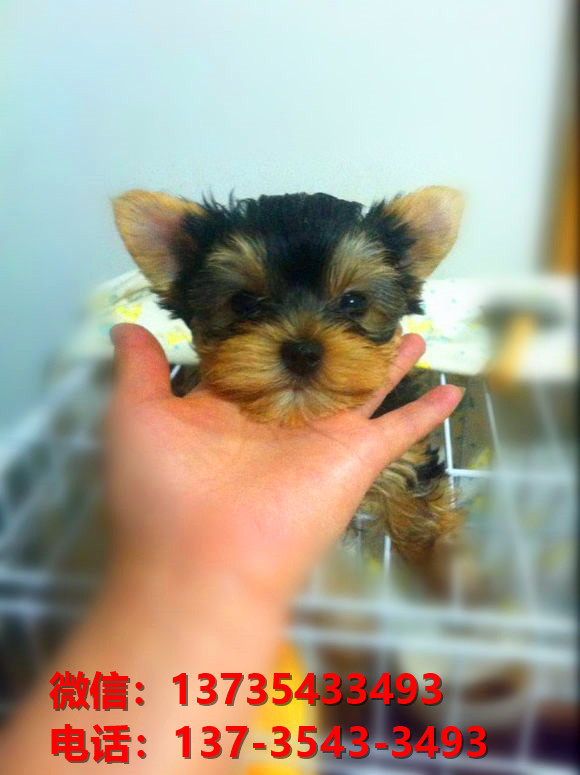 广西宠物狗犬舍出售纯种约克夏犬活体宠物狗正