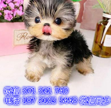 济南宠物狗狗 约克夏犬出售纯种幼犬 济南犬舍