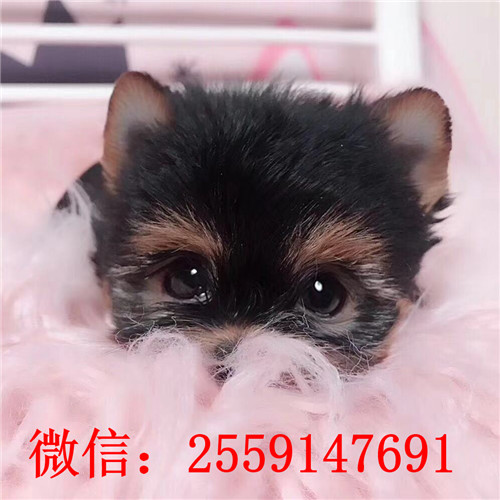 深圳哪里卖小体约克夏犬 深圳哪里卖纯种约克夏 约克夏多少钱