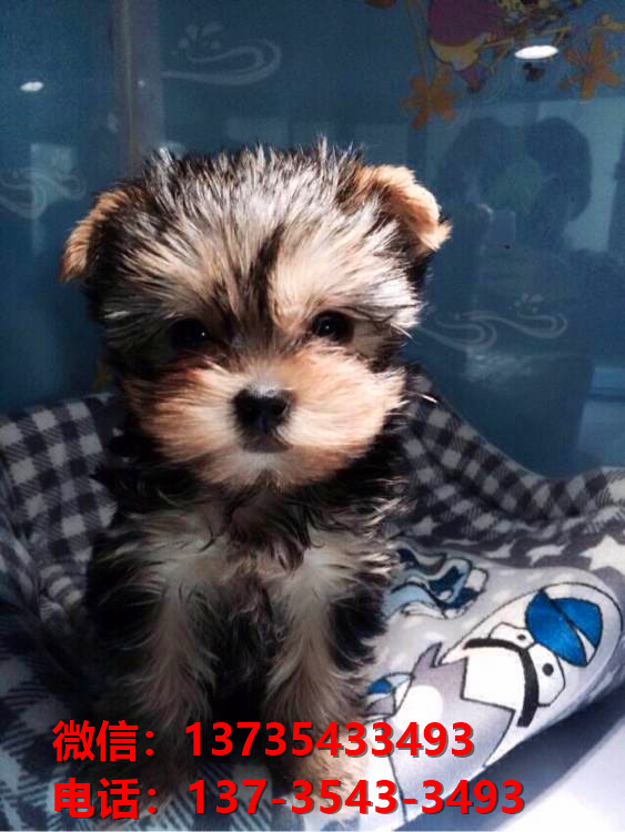 山东济南宠物狗犬舍出售正宗约克夏犬宠物狗市