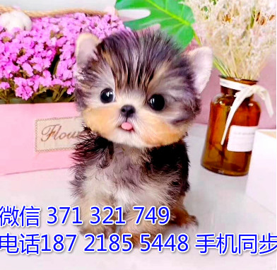  特惠约克夏犬纯种幼犬出售 支持上门支持空运