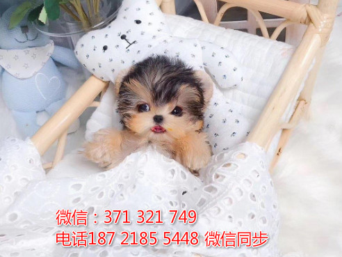 全国特惠约克夏犬纯种幼犬 支持上门 支持空运汽运 包健康韧