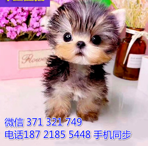  特惠约克夏犬纯种幼犬出售 支持上门支持空运汽运忠