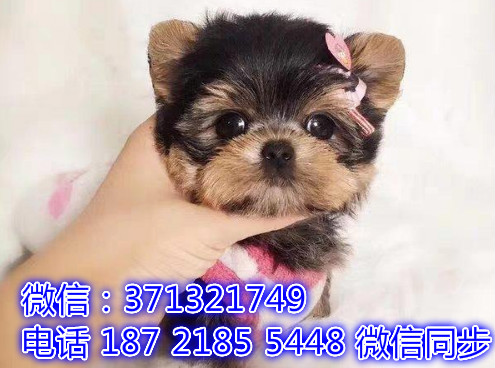 特价 约克夏犬出售纯种幼犬 专业繁殖专业发货