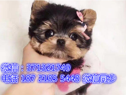 特价 约克夏犬出售纯种幼犬 专业繁殖专业发货 可上门看桌